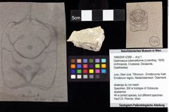Foto (Objket + Etiketten) von Gastrosacus tuberosiformis (Lorenthey, 1929) 